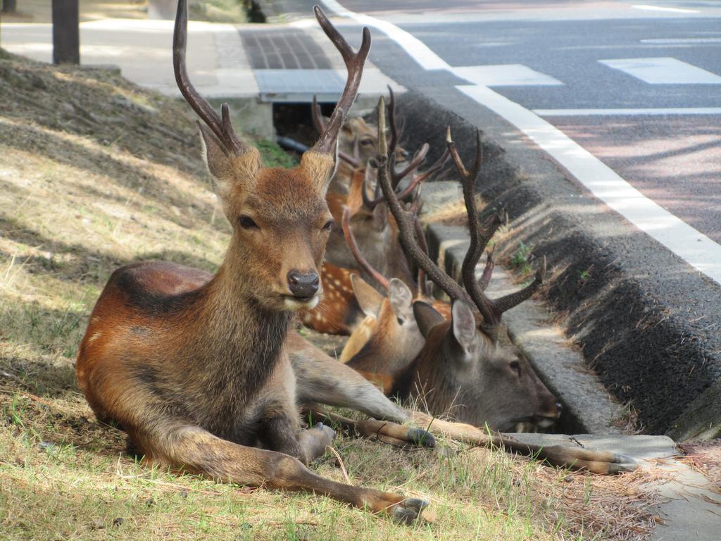 ホテル花小路 奈良市 エクステリア 写真